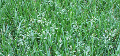 Seed Heads in lawn
