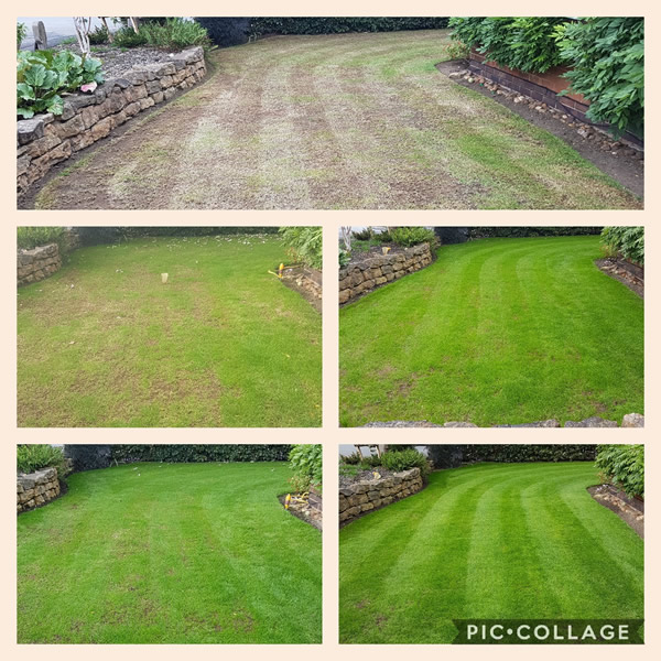 Before and After Over Seeding