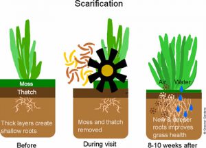 Refresh your lawn with Scarification | Helps remove Moss