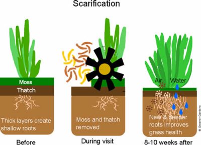 Refresh Your Lawn With Scarification 