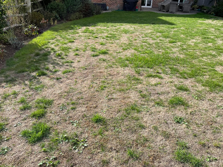 Is your lawn struggling to recover?