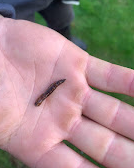 Leather Jacket Casing found on a lawn