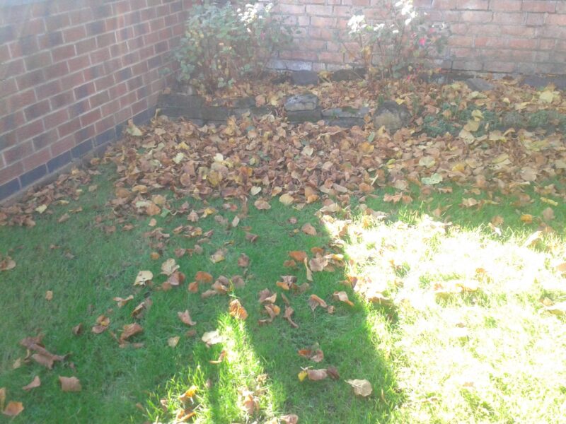 Autumn Leaves on lawn